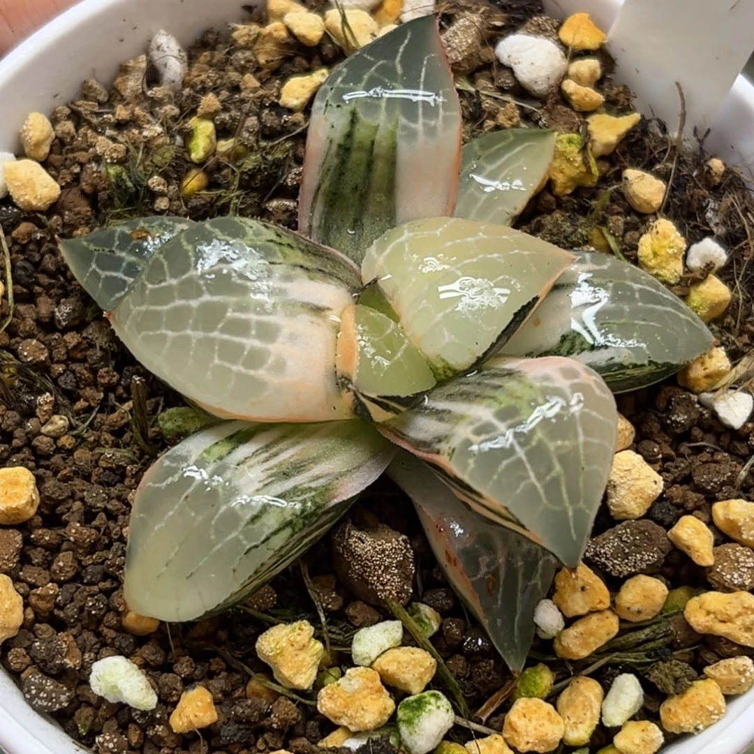 911水晶康平锦福利专场