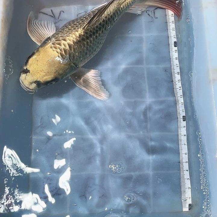 蝴蝶鲤鱼渔场直发104