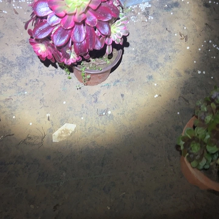 多肉法师植物链接28
