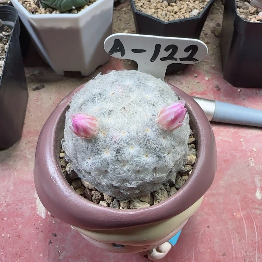 宇****秀A-122实生粉花泰系输入佛头白星。多肉