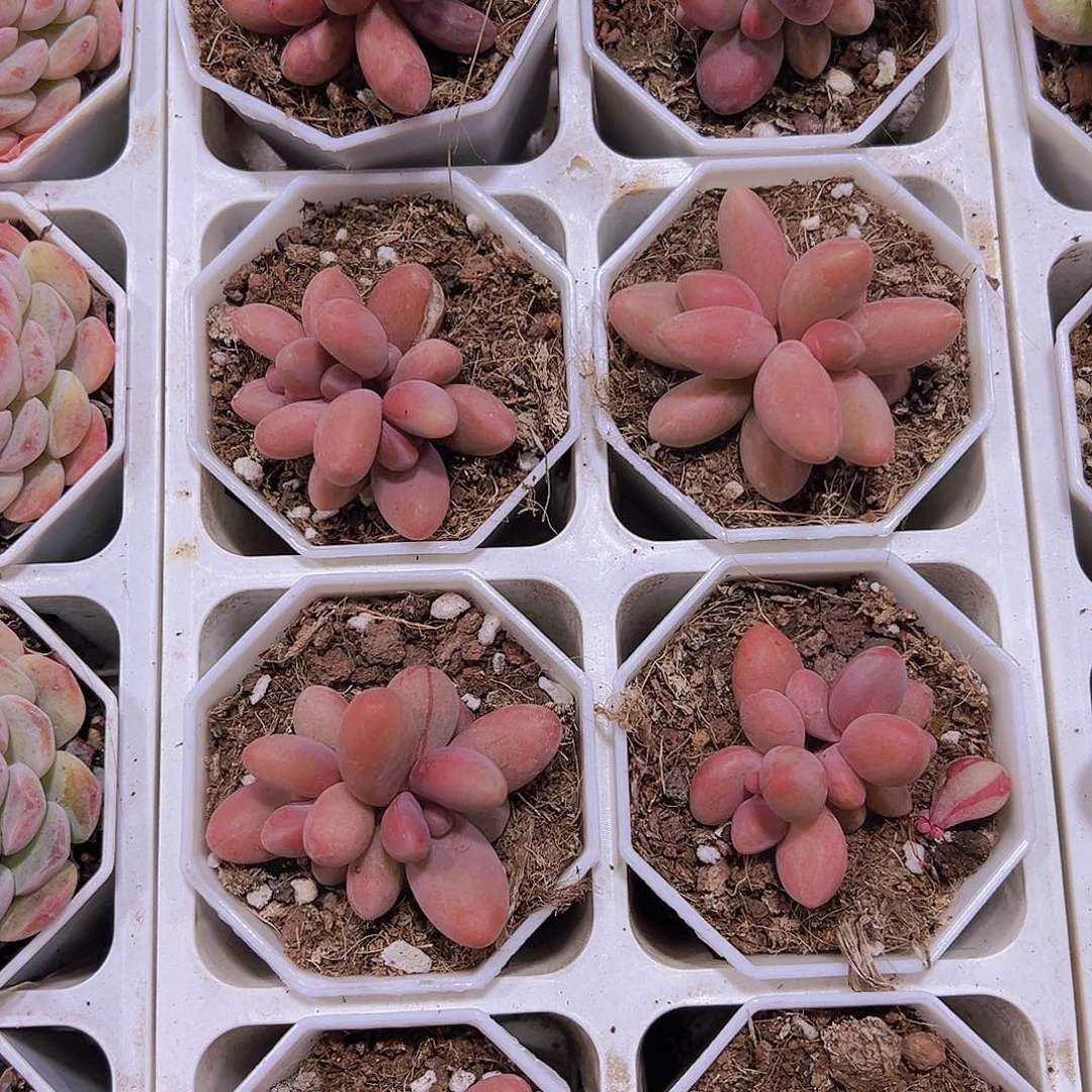 糖果美人19包邮多肉