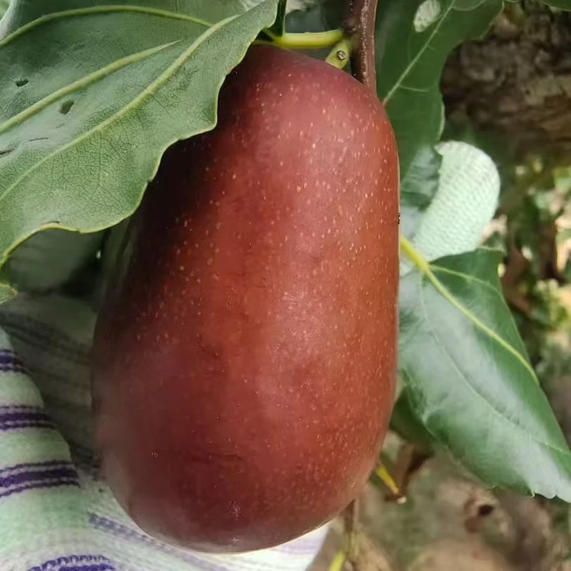 太谷壶瓶枣新鲜现摘应季水果脆甜多汁皮薄肉厚