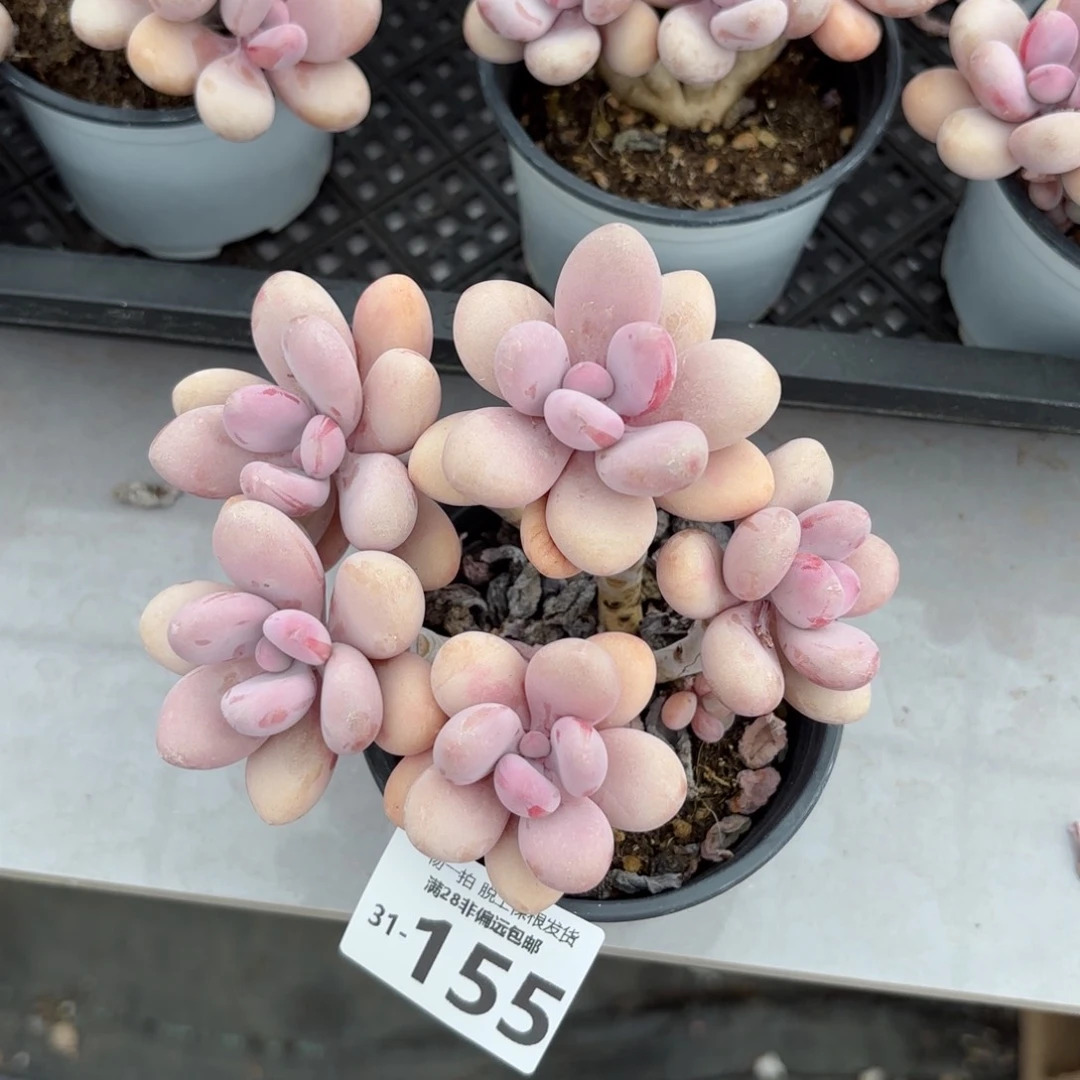 糖果桃蛋老桩多肉多肉