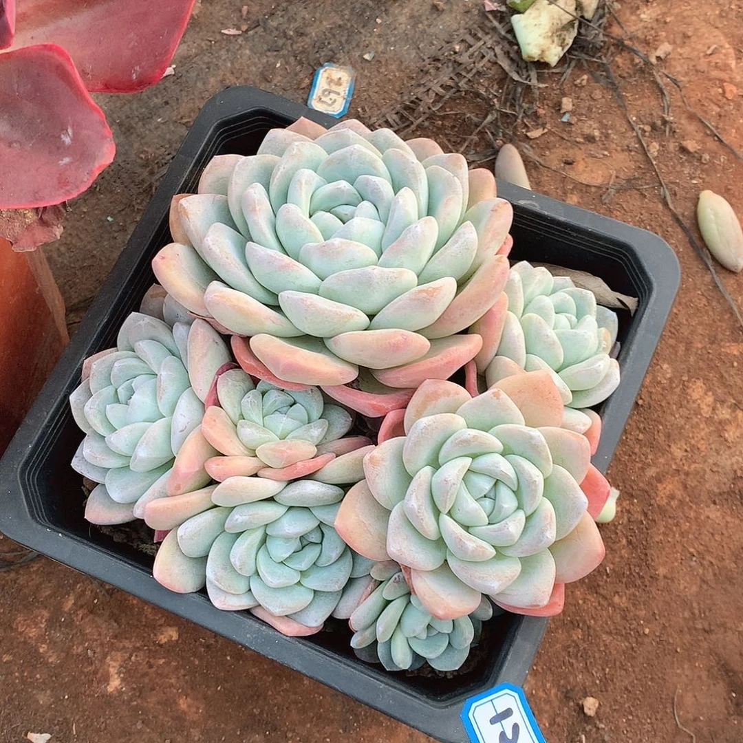 128冰玉 一物一拍多肉