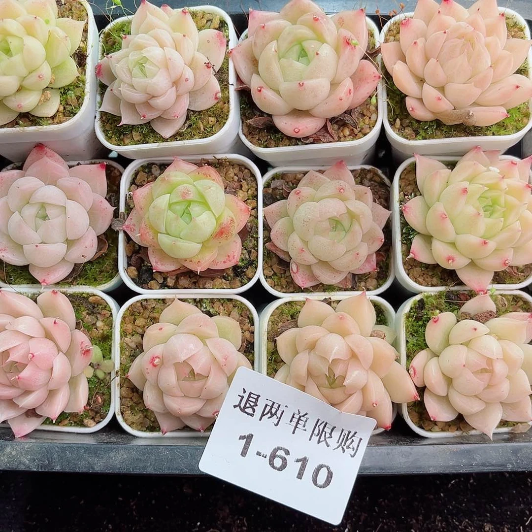 1-610 新疆西藏内蒙不发零度拍保温箱不拍不包损