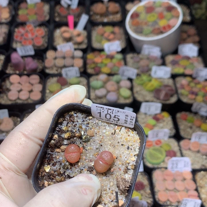 j**a精品生石花214.105