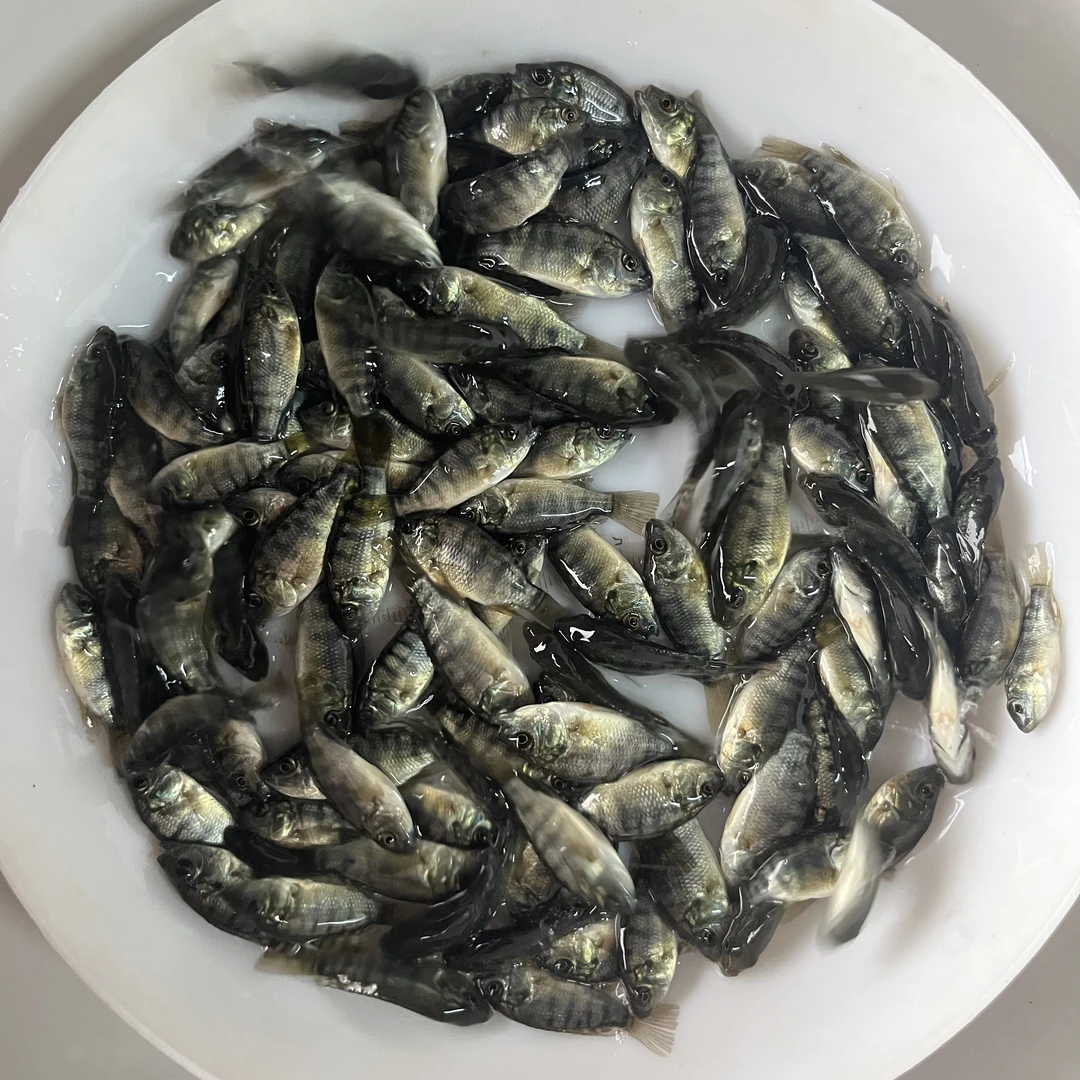 罗非鱼苗 福寿鱼 脆肉罗非 非洲鲫 宠物活体观赏 广州直发