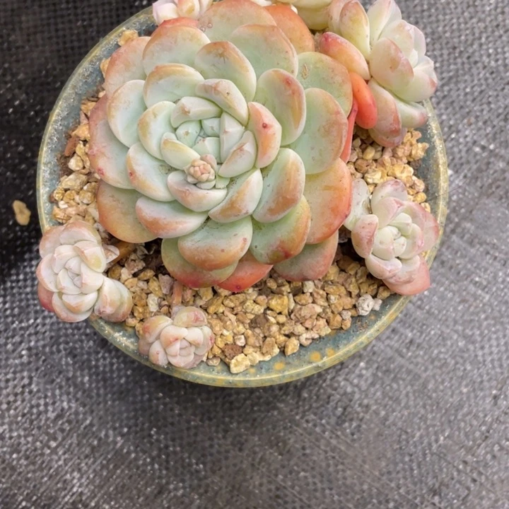 乔***觉弥鹿之森一物一图