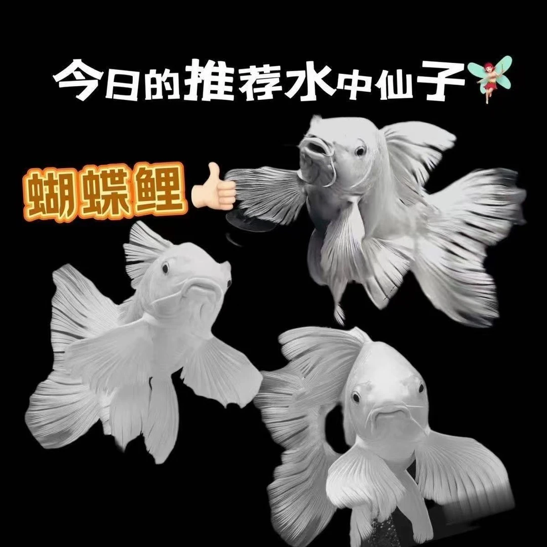 【蝴蝶鲤】观赏鱼饲养石膏白【15-19公分白球】渔场发货