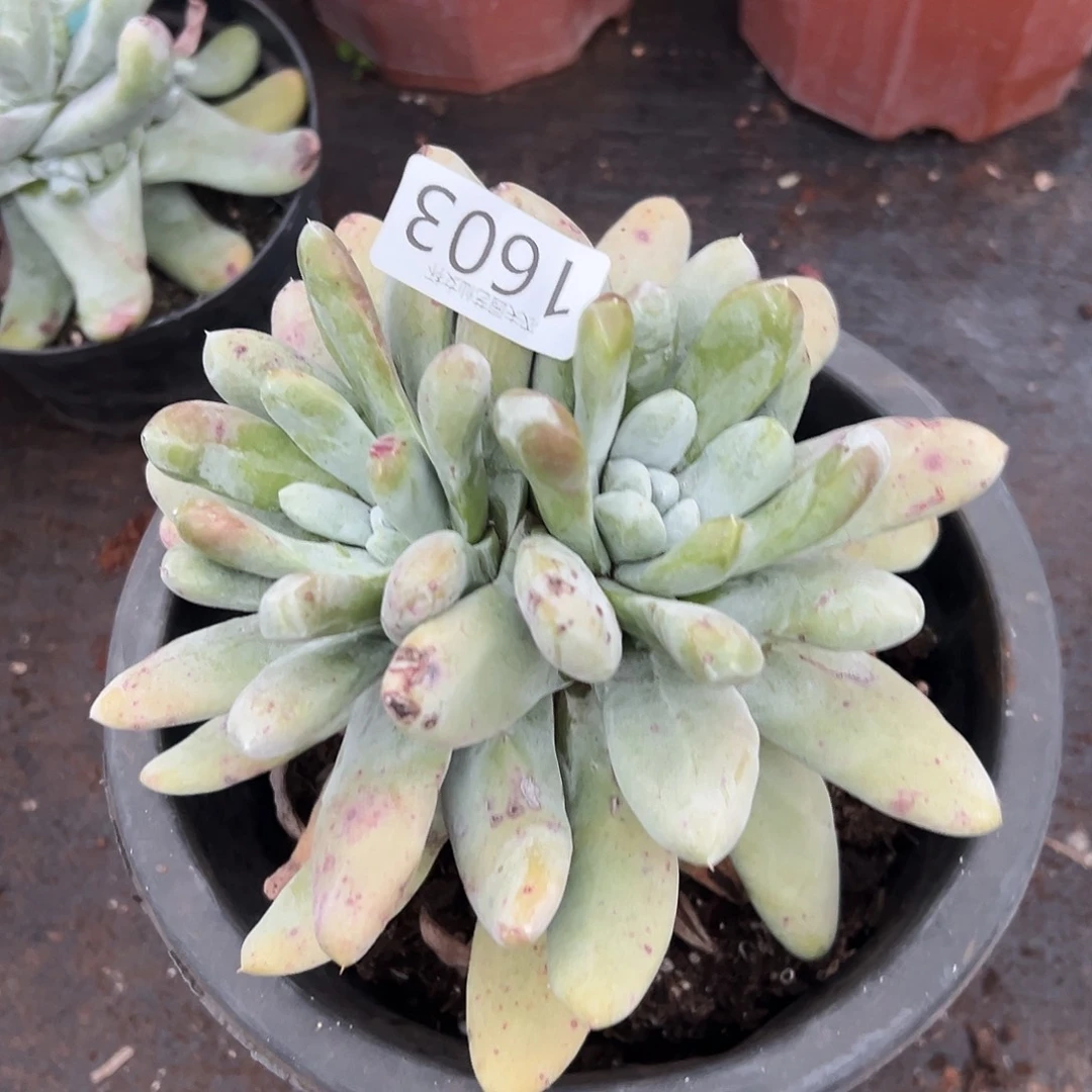 圆叶拇指帕奇飞徒仙女杯多肉