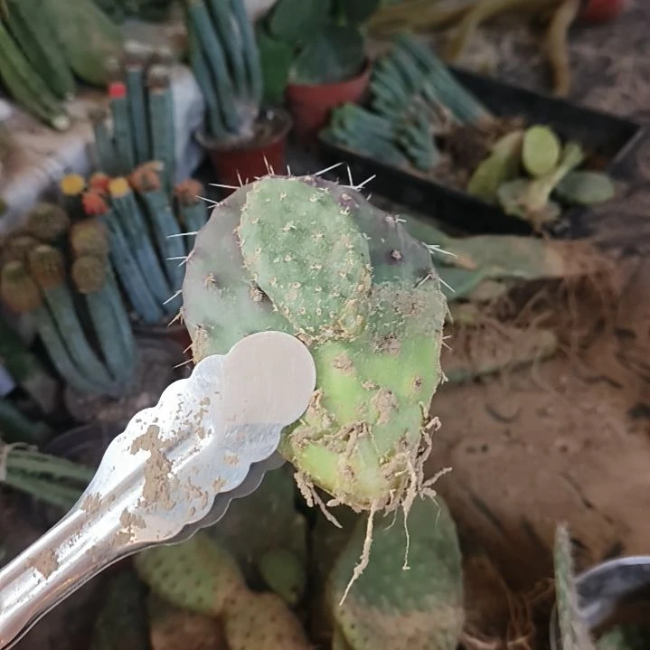 一****红宝石加黑其实脱土
