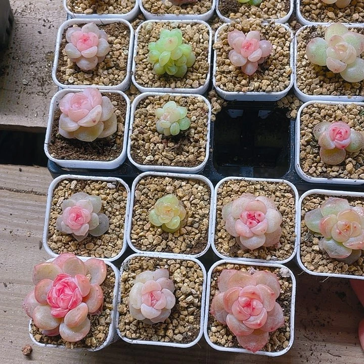 桃坞穴一个满25包邮