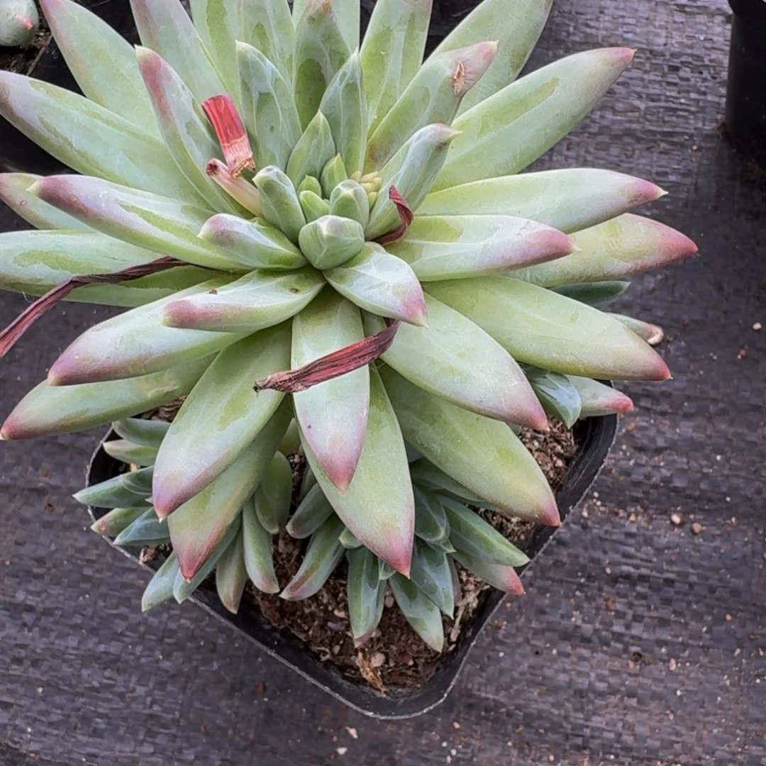 美人系精品多肉植物一物一拍