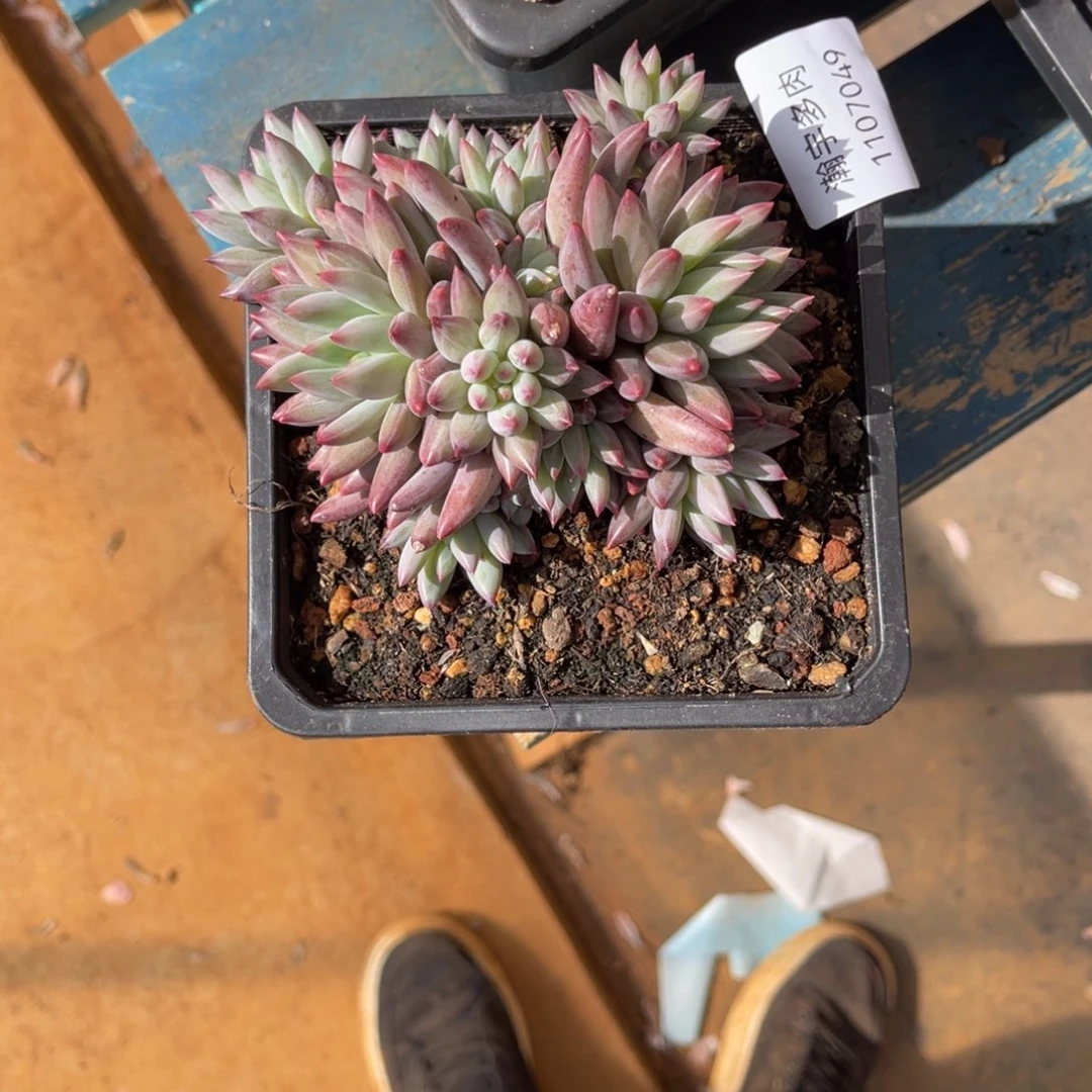 流沙虞美人大群49号