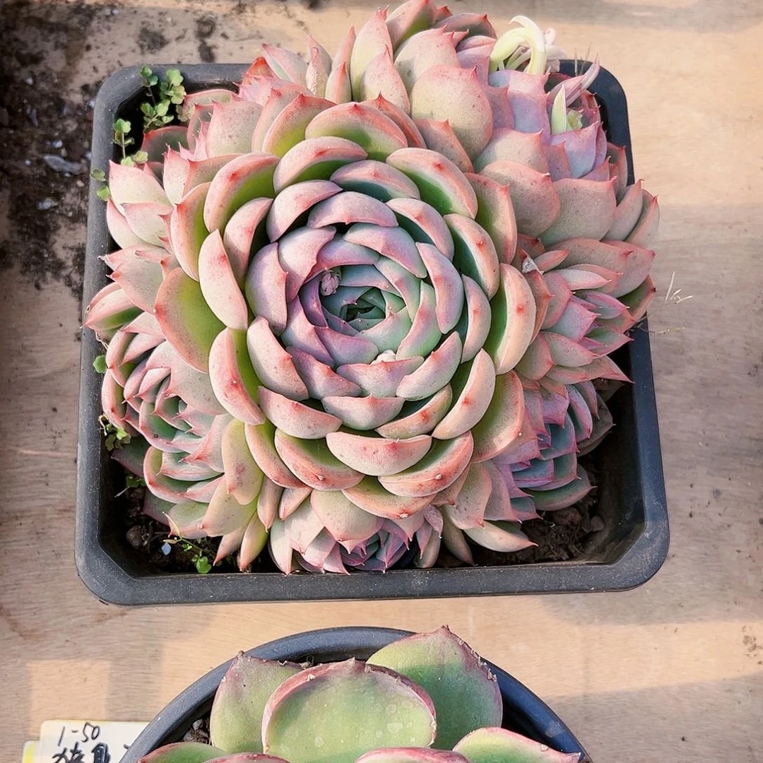 ?****玉大侧影整群多肉