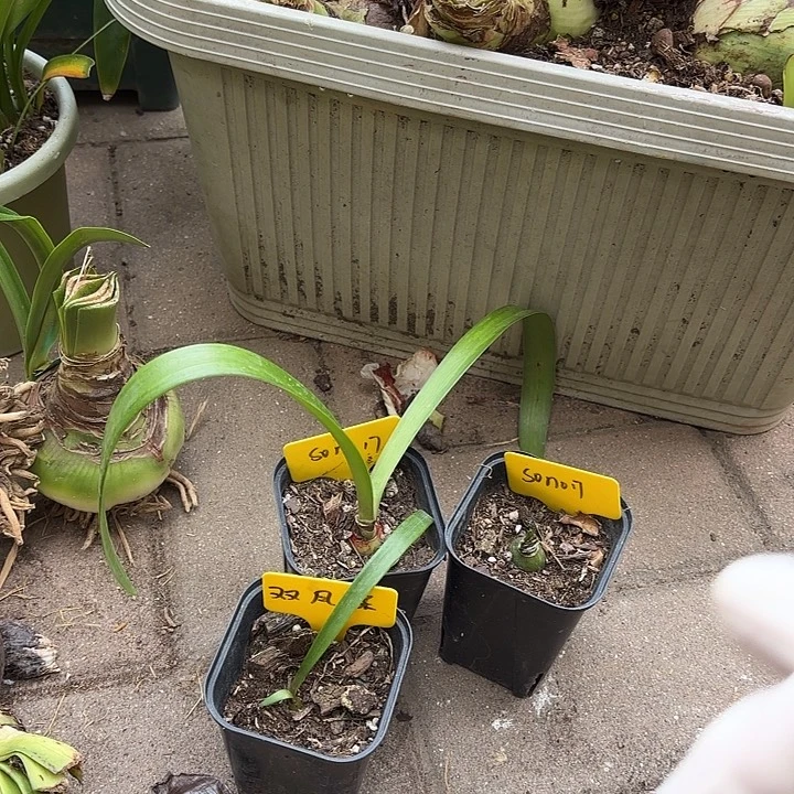 会***羊无花朵朱顶红Sono17+双凤蝶