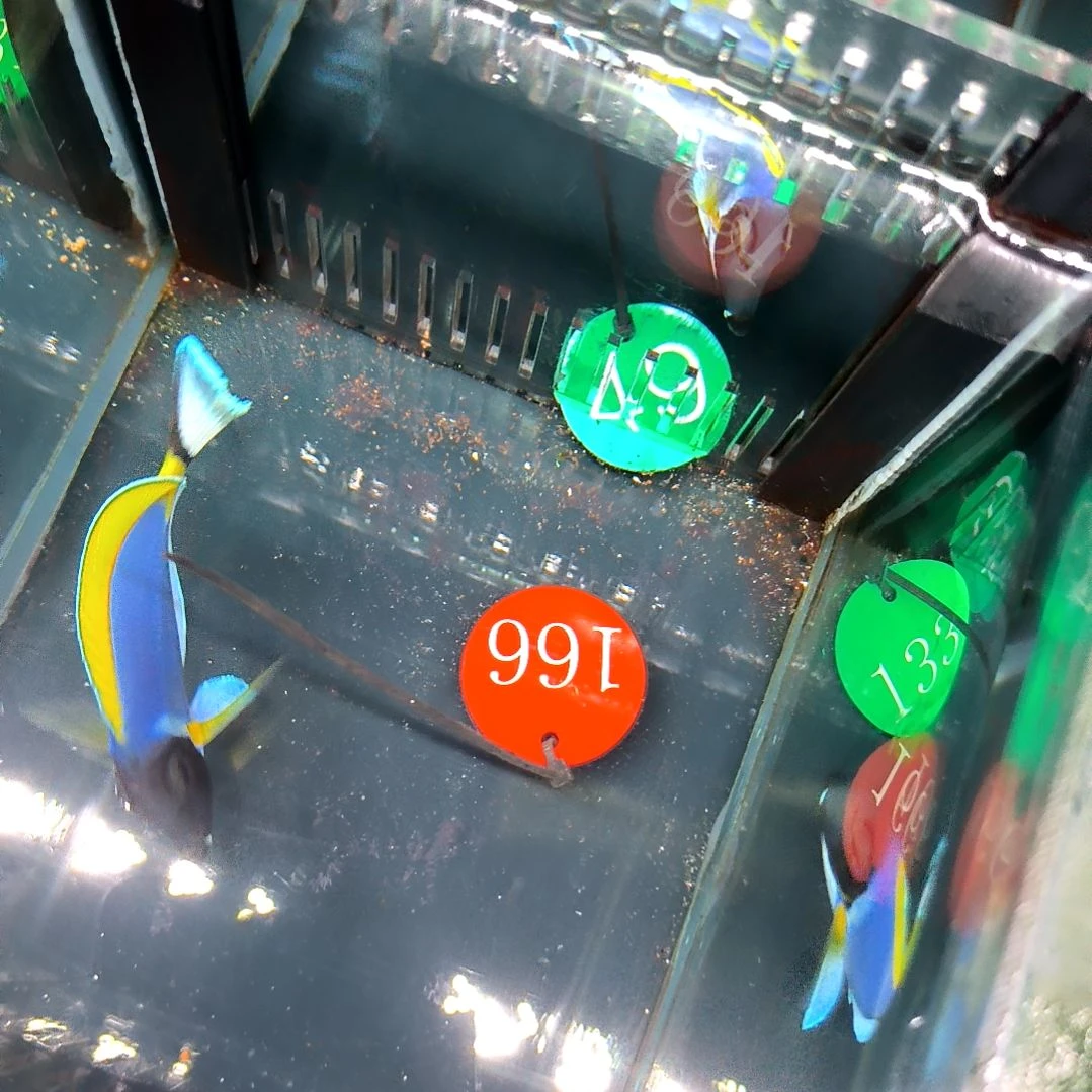 海水鱼粉蓝7+瘦/5-46-166