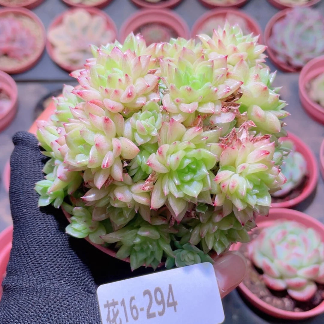 花利美16-294麦秆