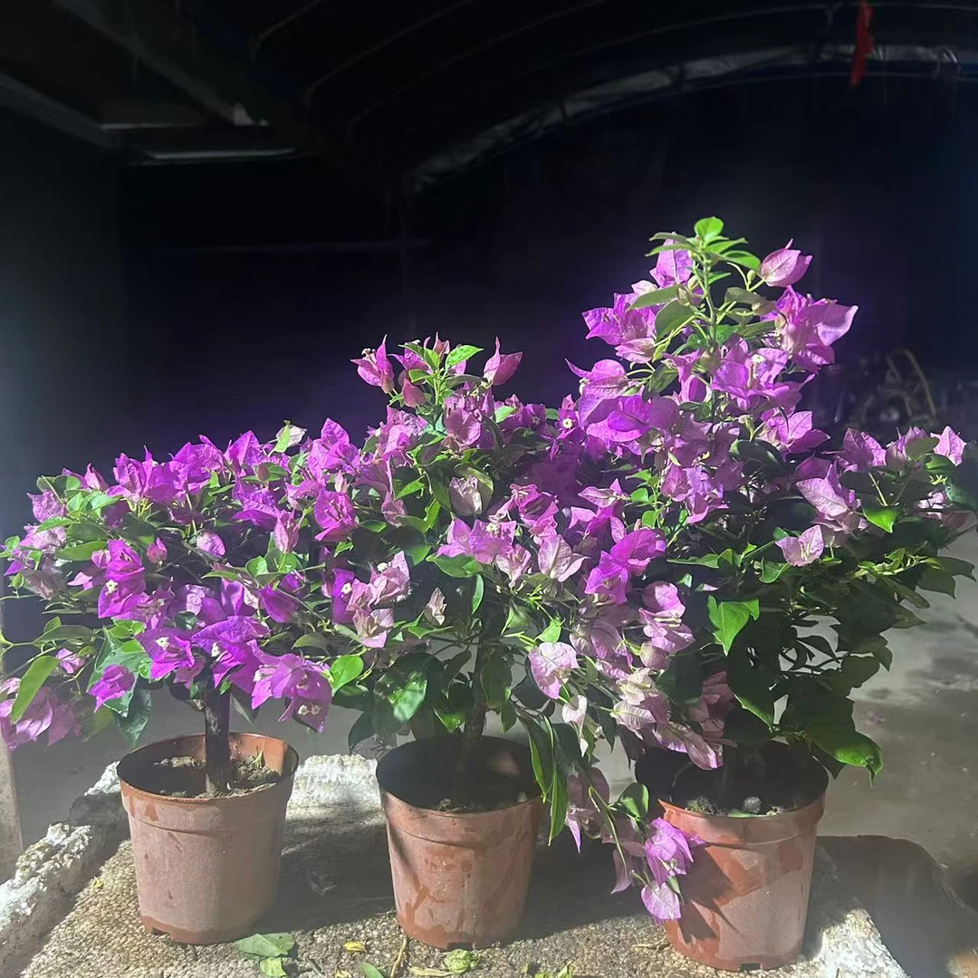 三角梅盆景随机介意勿拍三盆