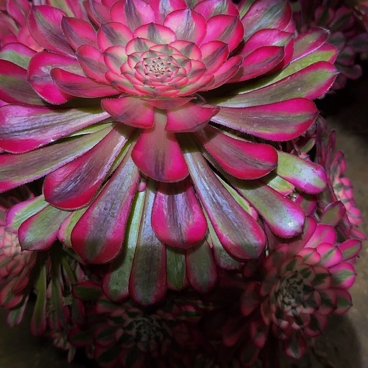 精品红铜壶超白锦捧花福利