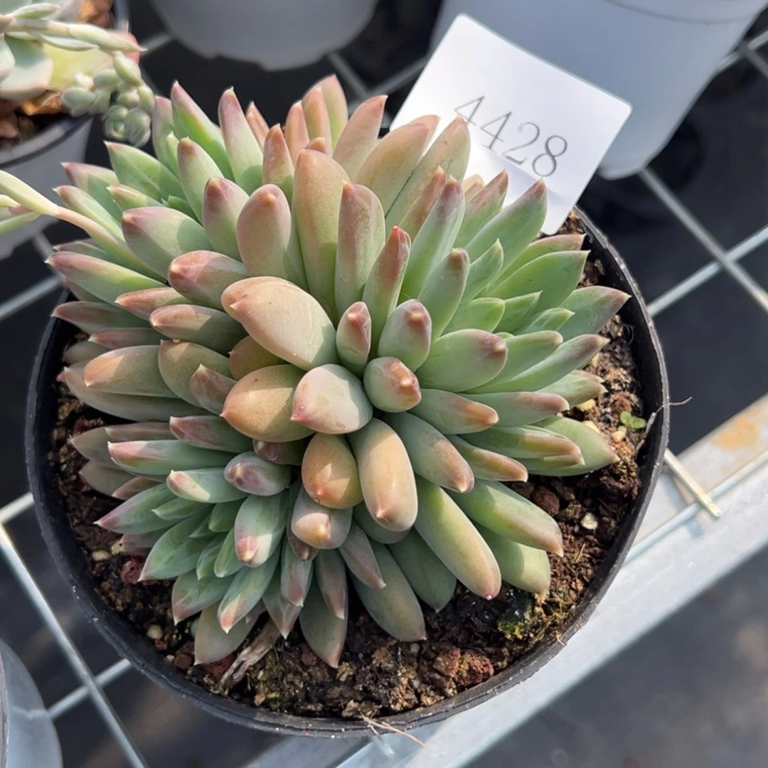 简*單4428多肉多多多