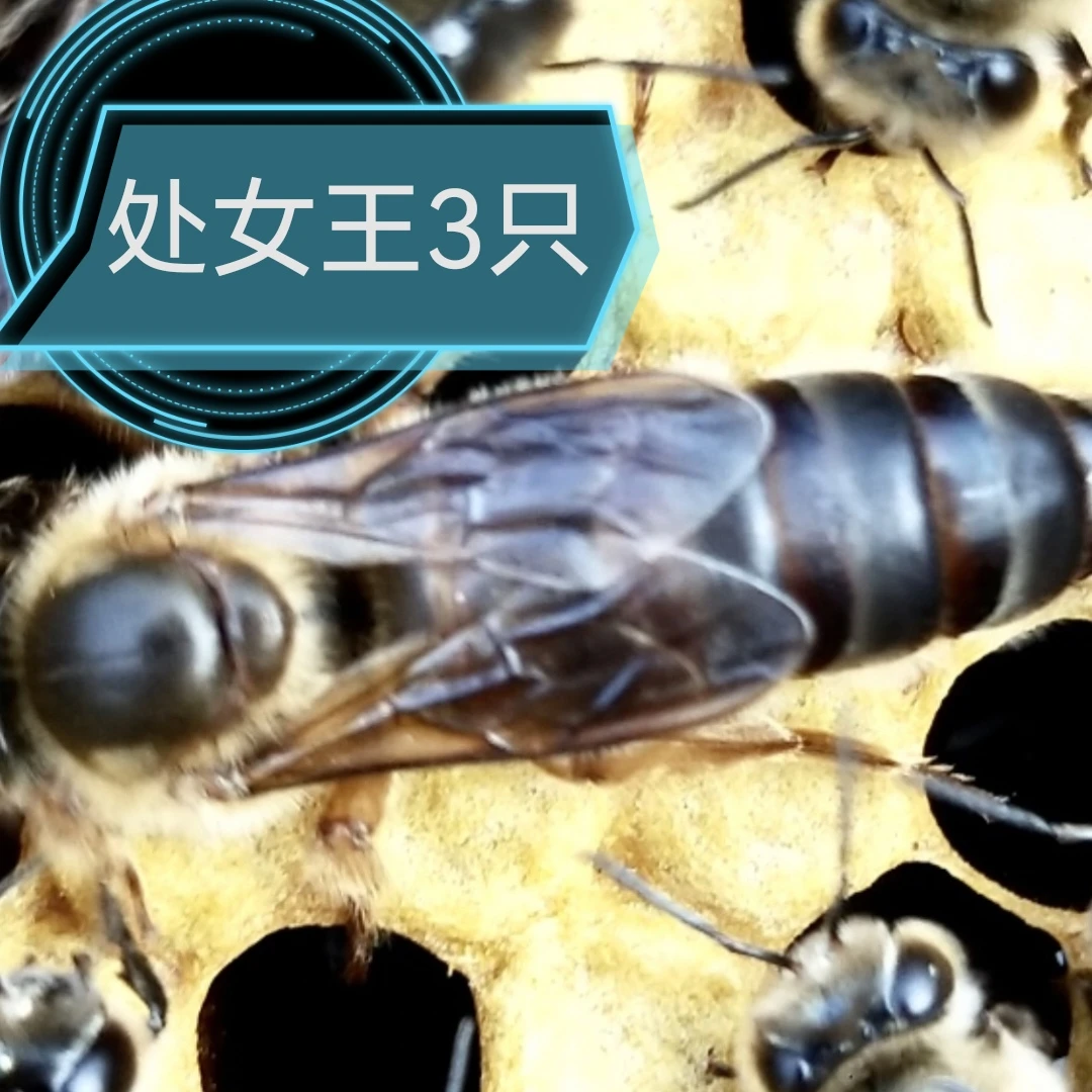 土蜂中蜂人工育王处女王吴王