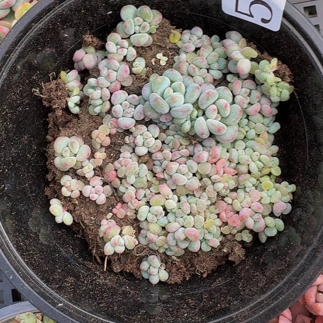 多肉植物多肉植物502