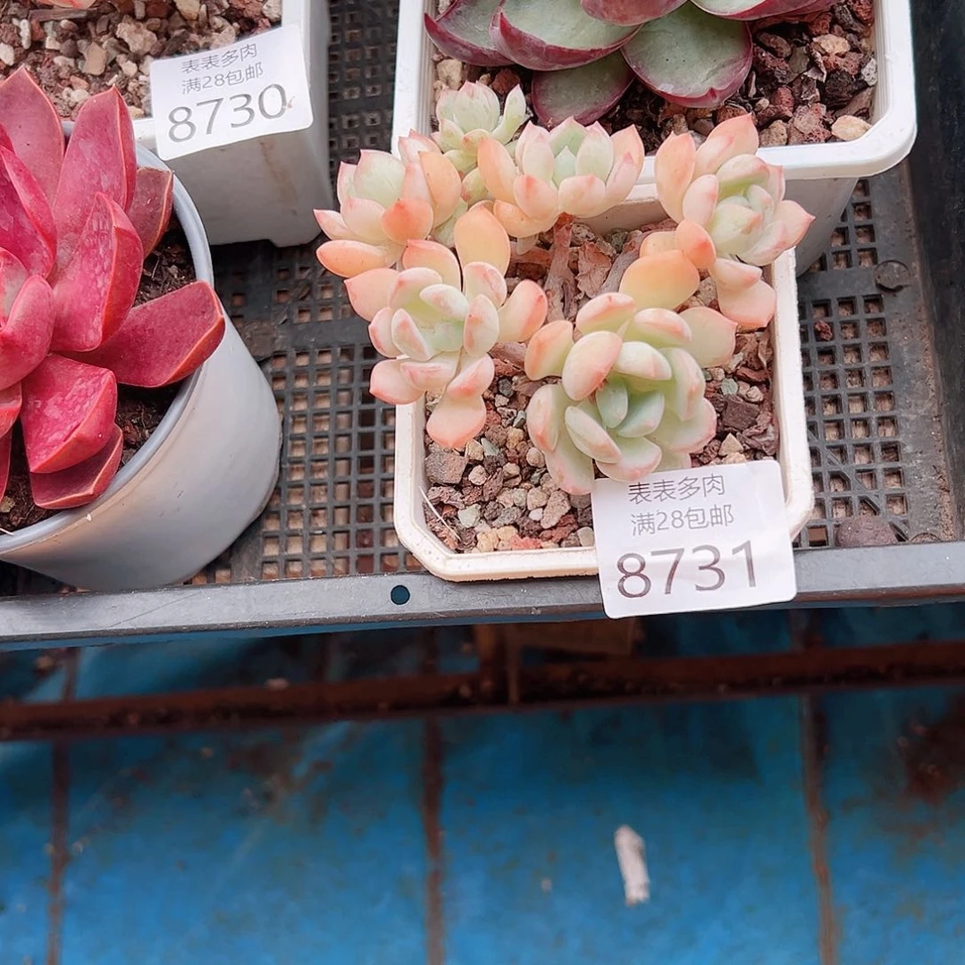 无花朵听*多肉一物一拍8731