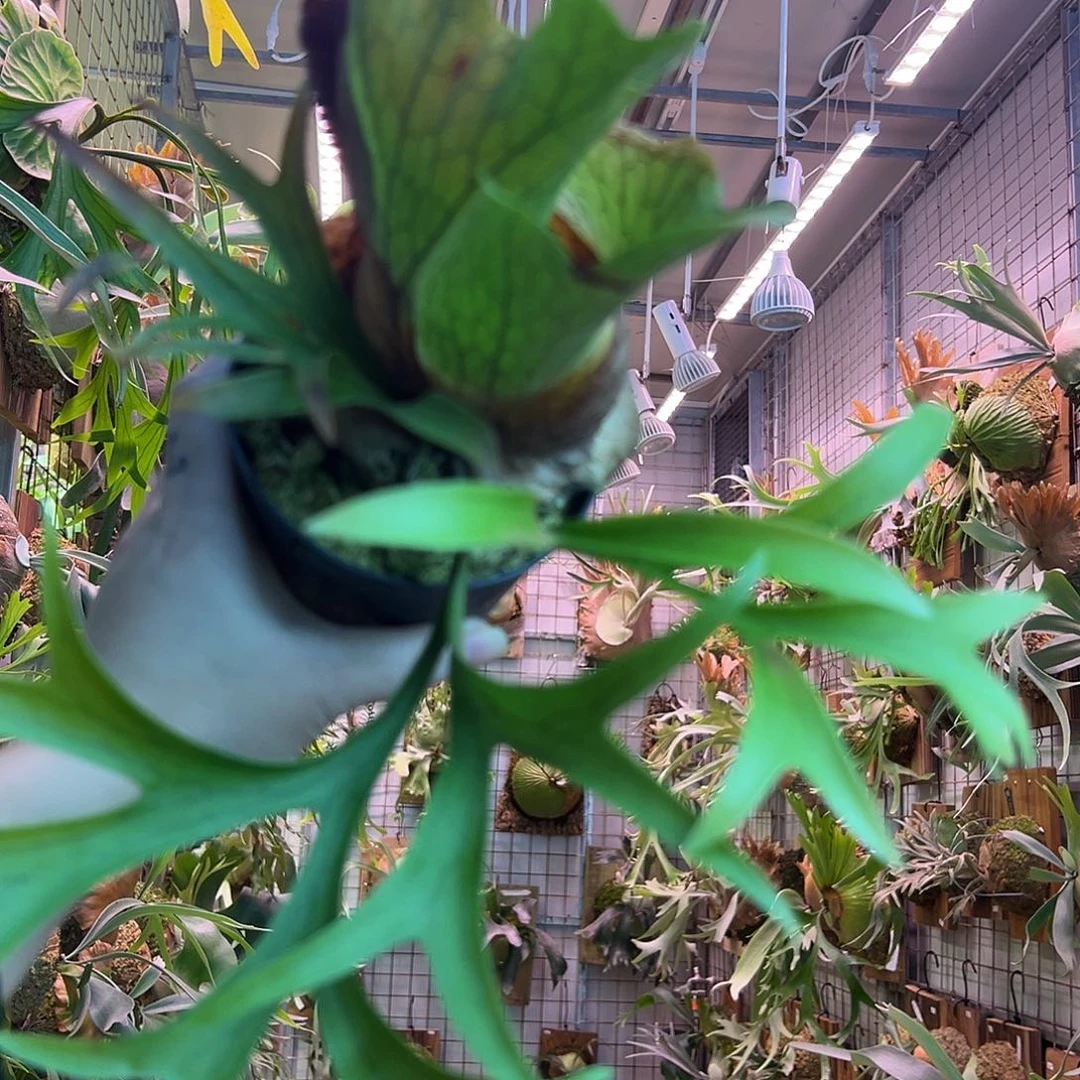 无花朵一waiwai。  a10