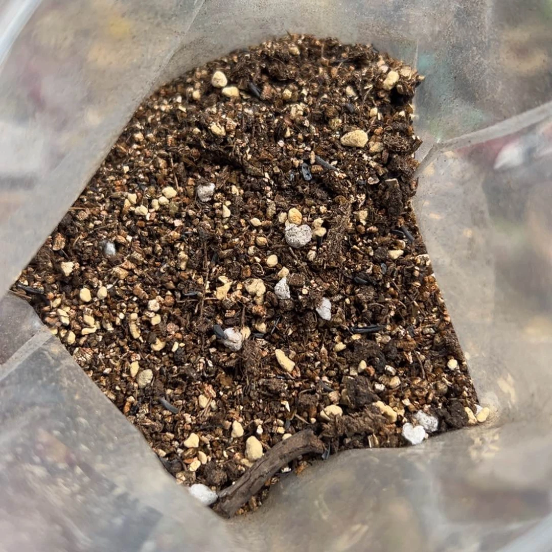 多肉植物肉锥图一包