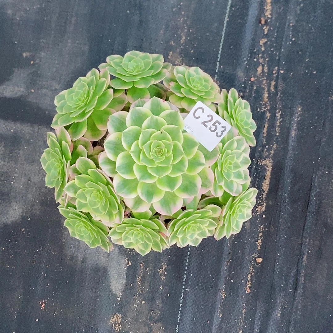 海王253炖肉111111