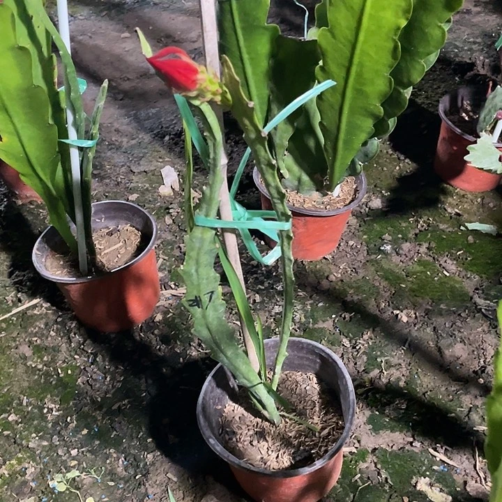 鹰*令箭荷花盆栽217号