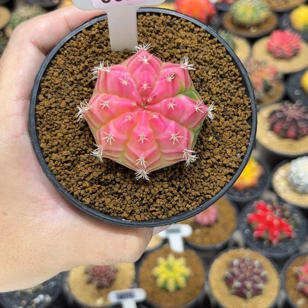 芒***莓泰系实生根粉白色糖果