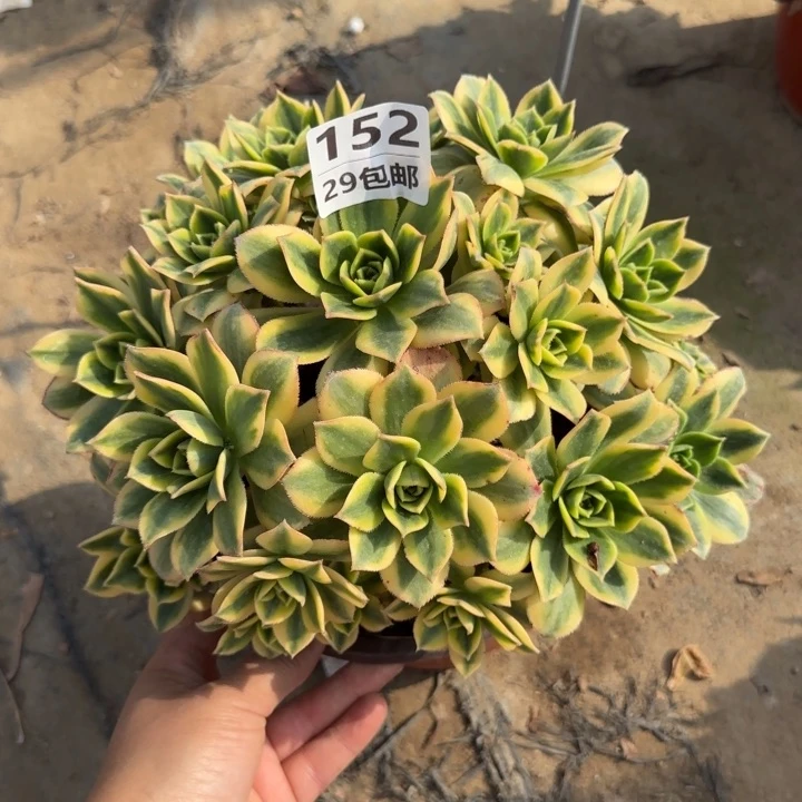 星爆……多肉植物……