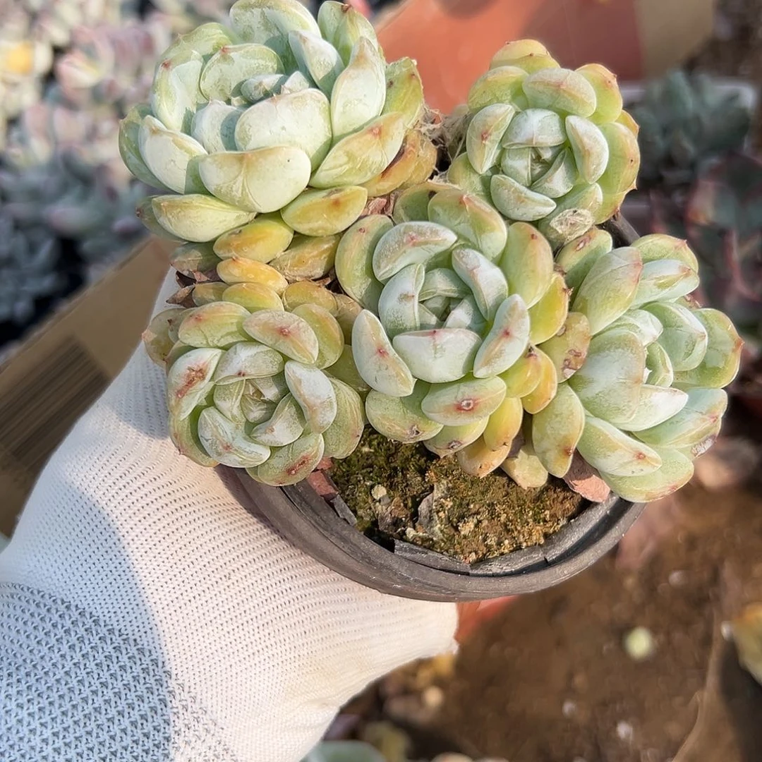 多肉植物多肉植物