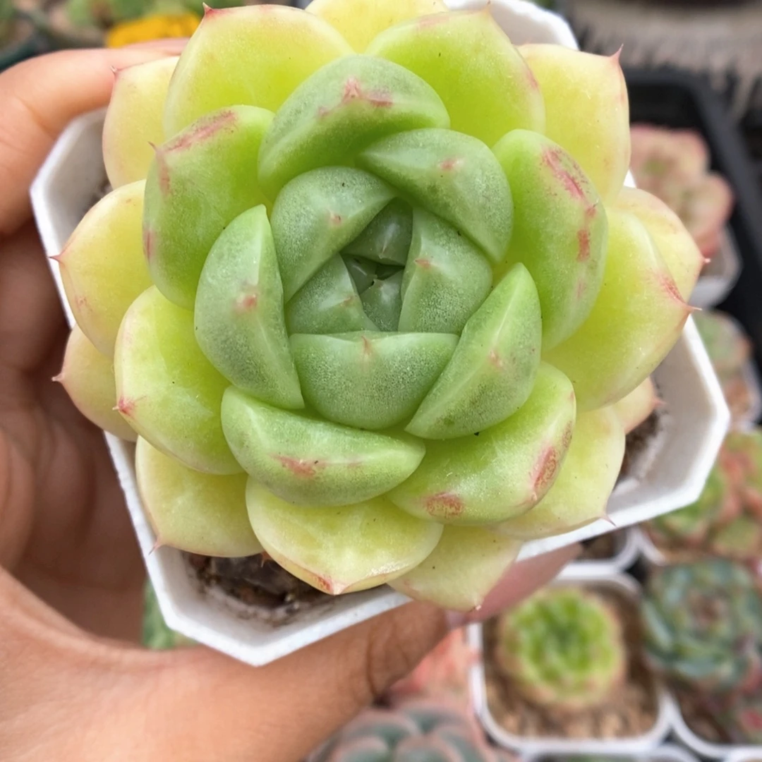 秃子脸麦秆424号。