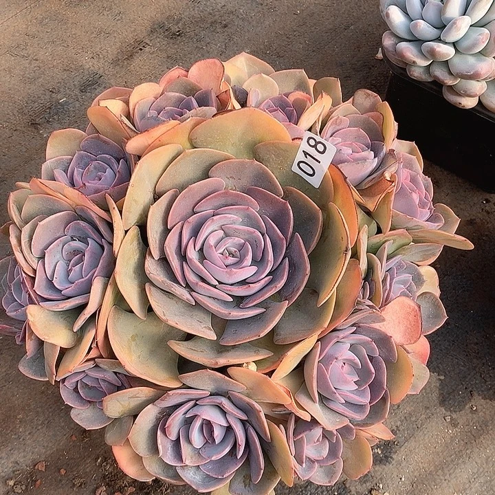 018尘埃玫瑰一物一拍多肉