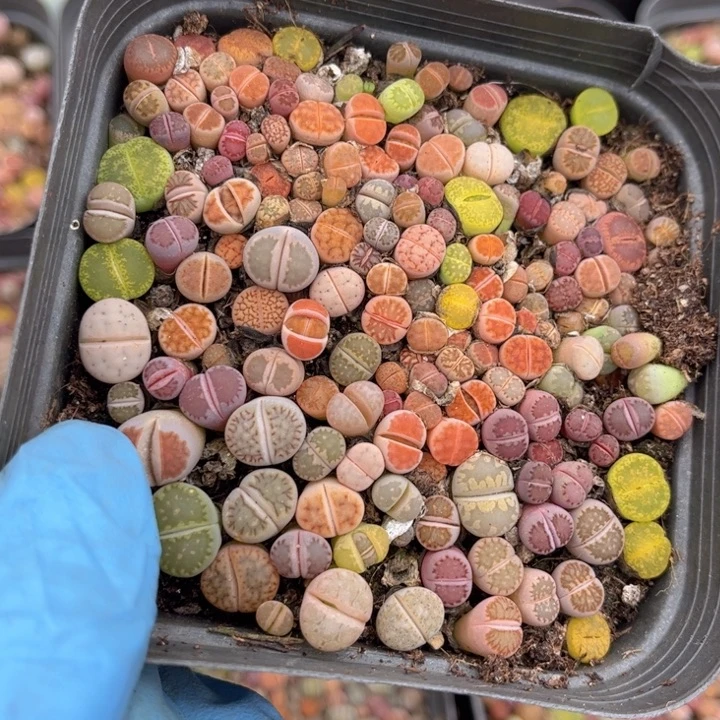 十方杯彩混88888888888