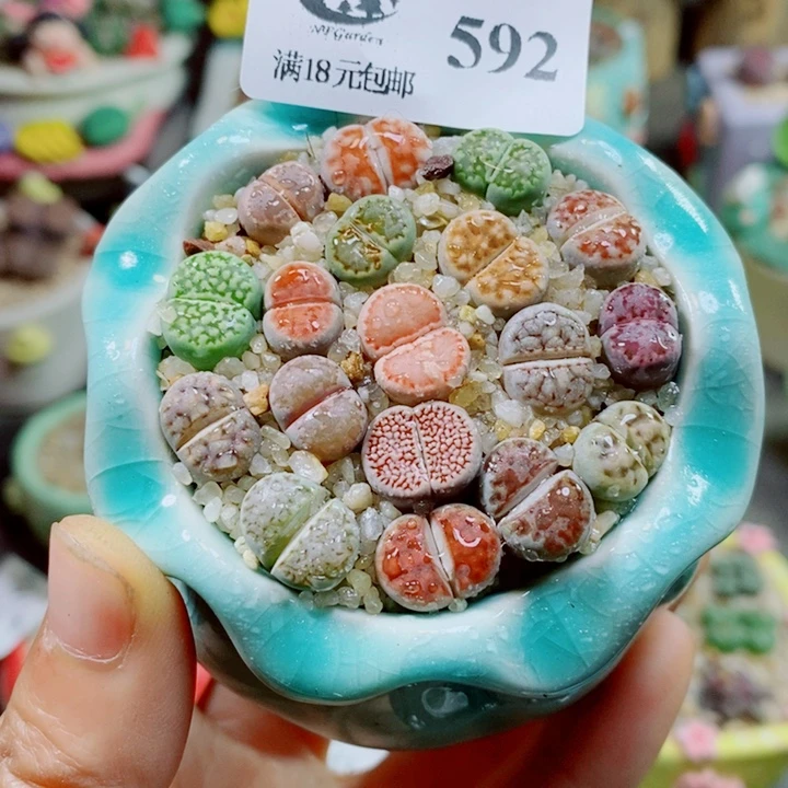 生石花花花花花花花592