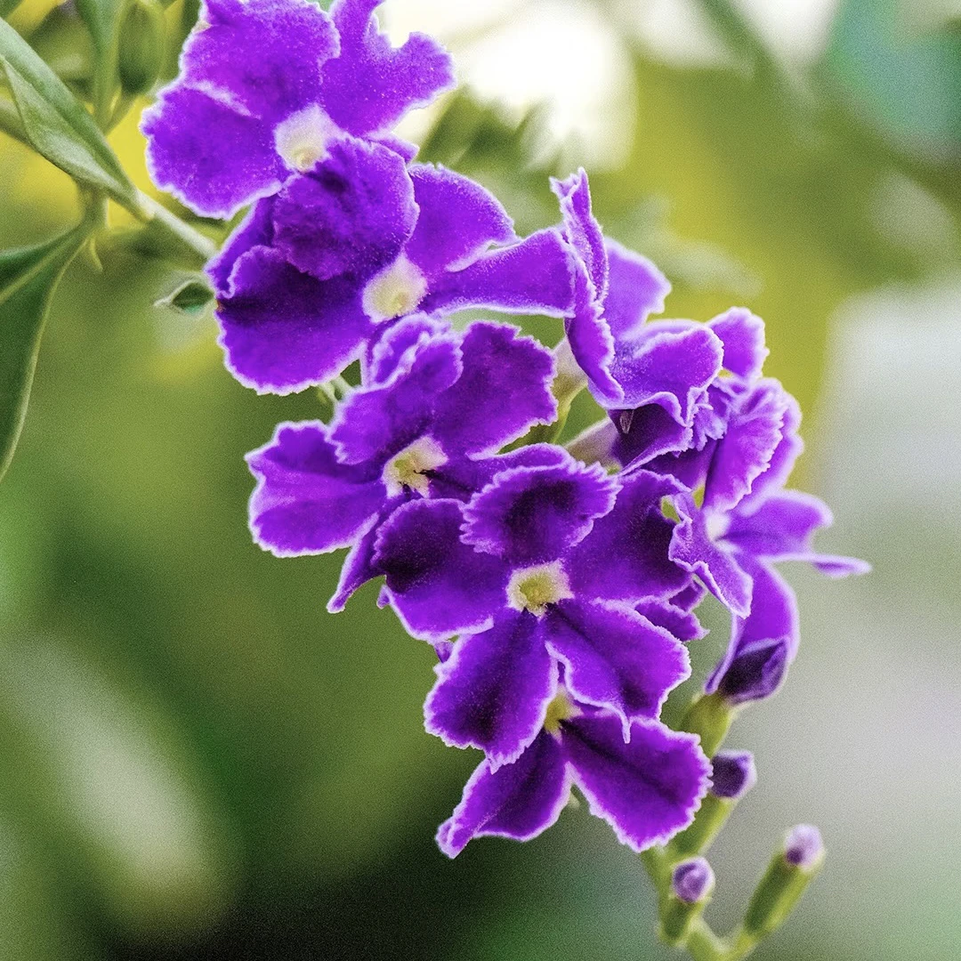 归苓高贵州露天【蕾丝金露】满头花苞浓香甜甜巧克力香味