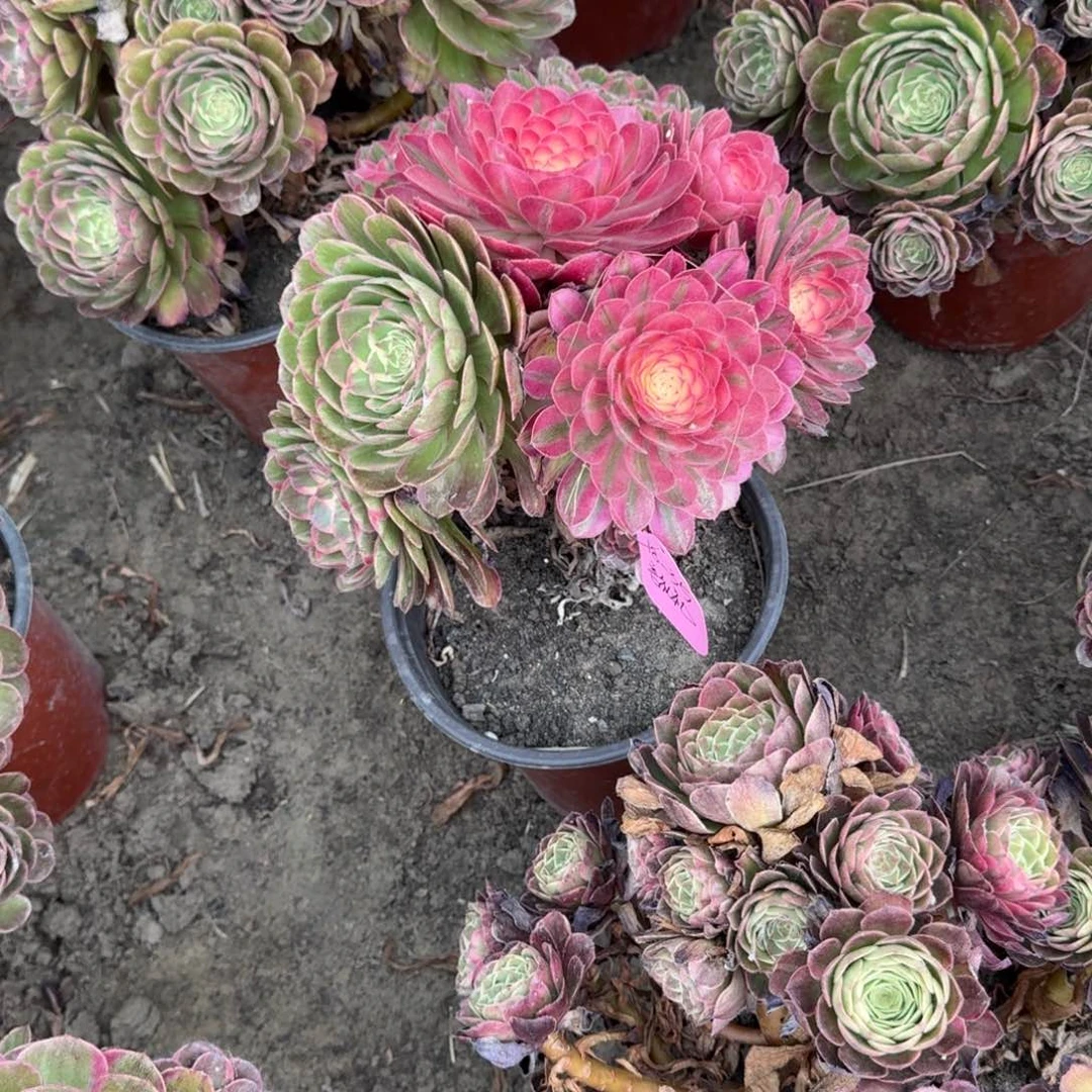 ʚ***ɞ法师丘比特18-35嫩桩寄养