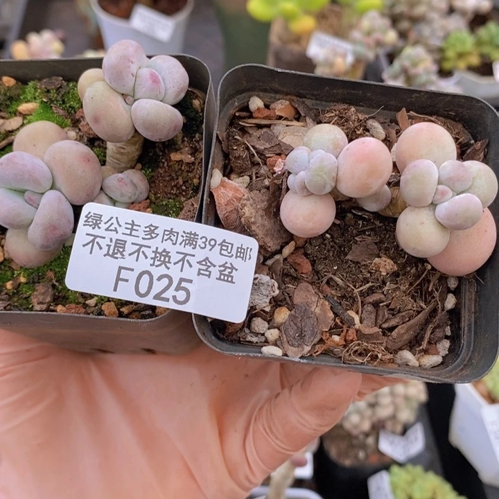 橙奶,蛋黄奶,2棵025多肉植物