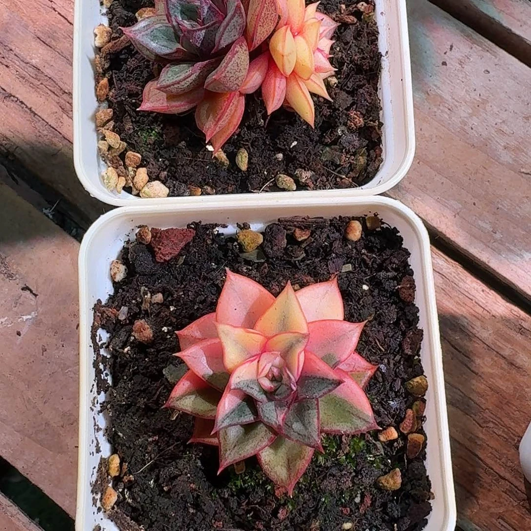 麒麟座锦两颗多肉