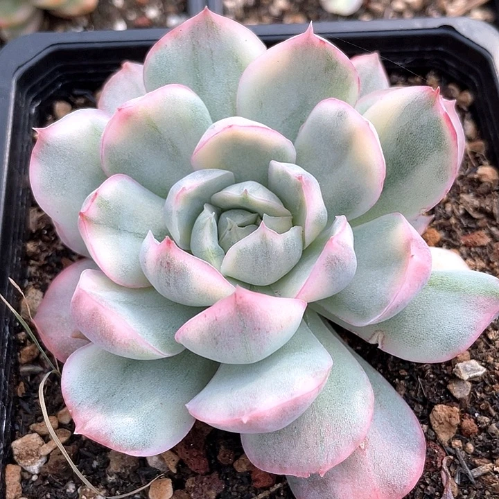 草莓蛋糕锦一物一拍