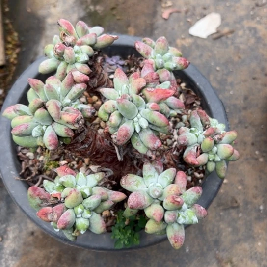 &*谢谢姐姐～一物一拍086