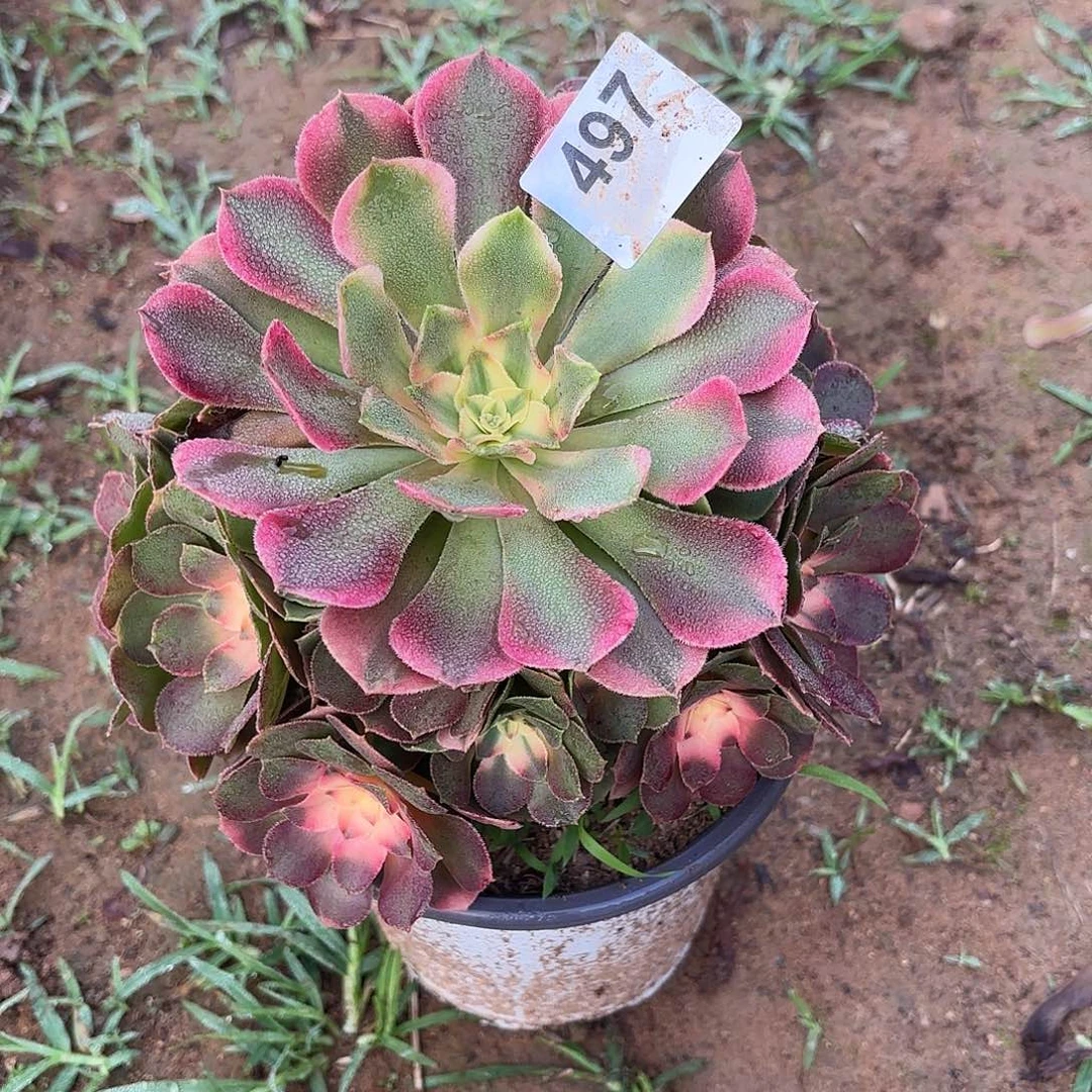 香妃多肉断枝不包497