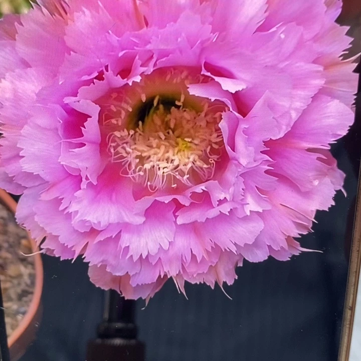 彩草粉羽毛带根6公分左右