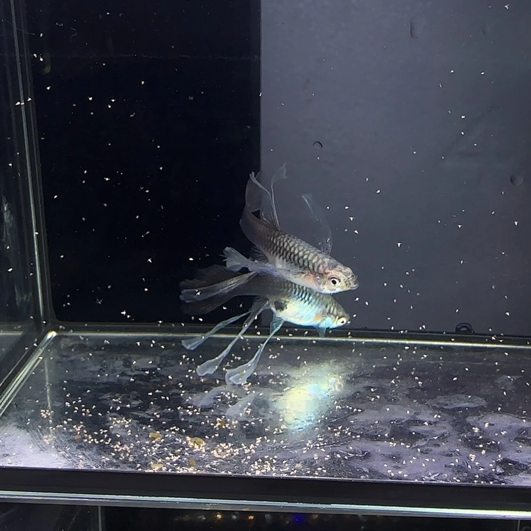 孔雀鱼蓝礼服绣球母鱼两条