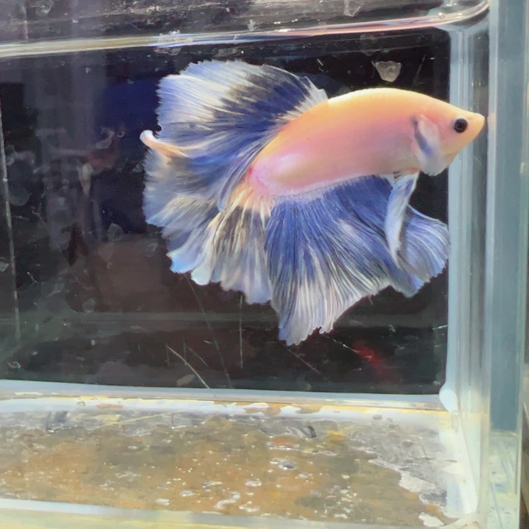 斗鱼浅色特殊尾hhhh