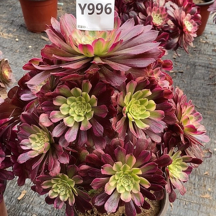 小**?红胭脂996。